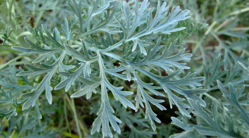 Artemisia absinthium L.,
