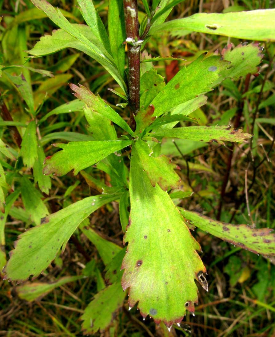 Artemisia japonica Thunb.
