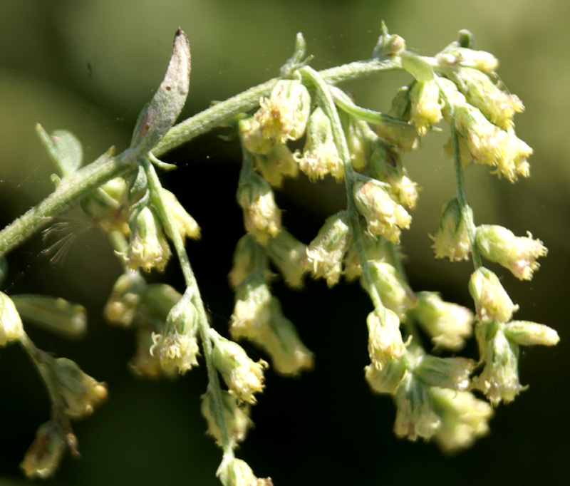 Artemisia roxburghiana
