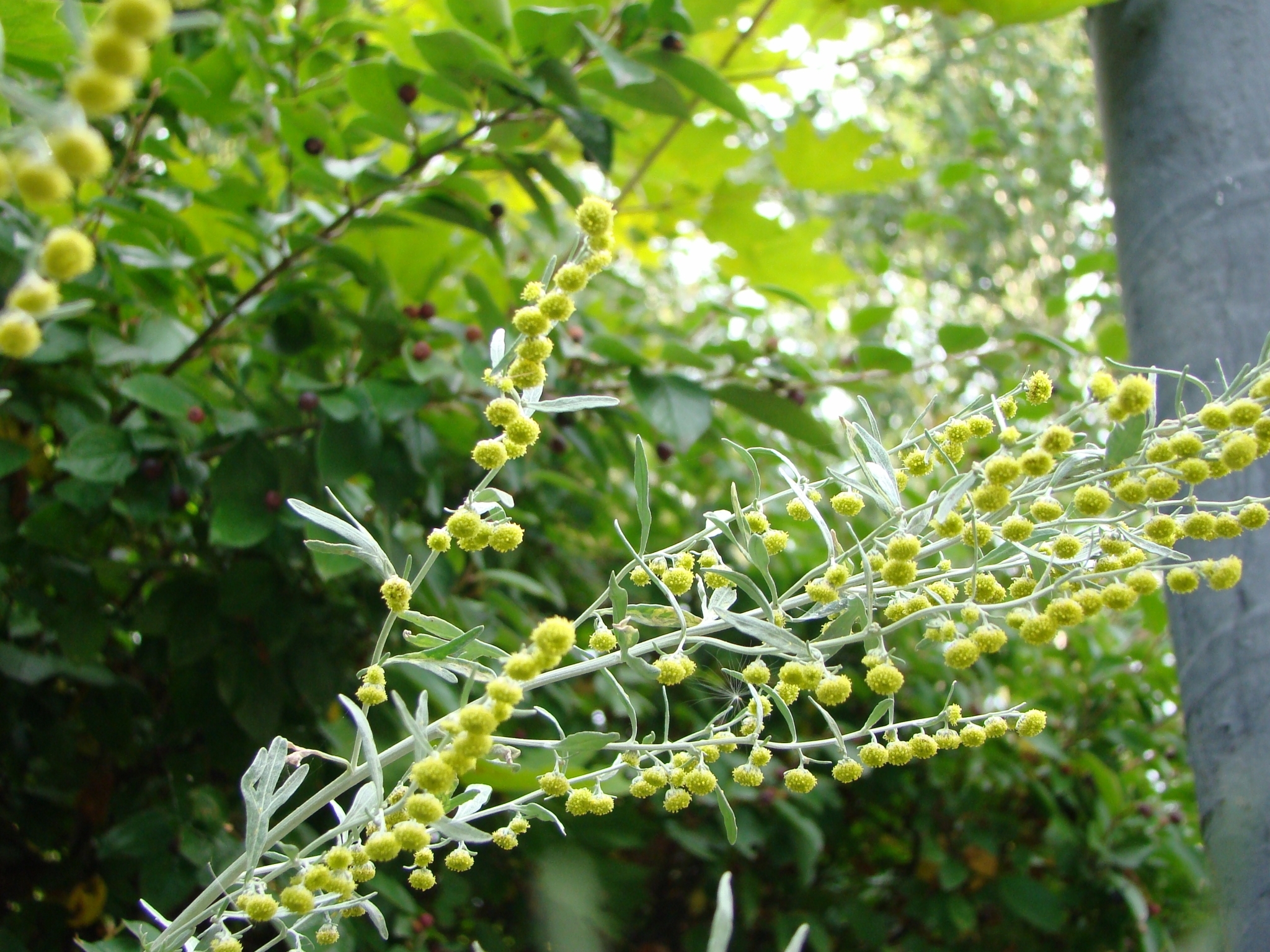 Artemisia sieversiana Ehrh.