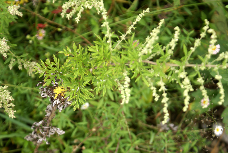 Artemisia-nilagirica