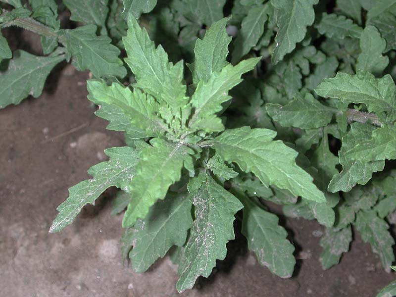 Chenopodium ambrosoides L.