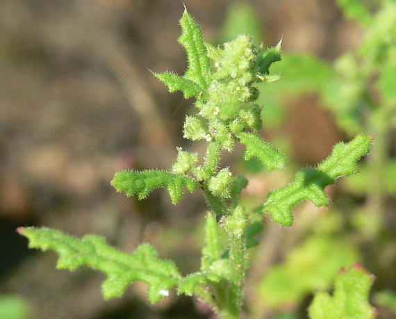 Chenopodium botrys L.
