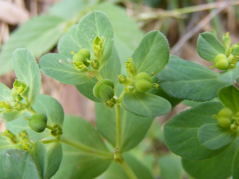 Euphorbia helioscopia L.,