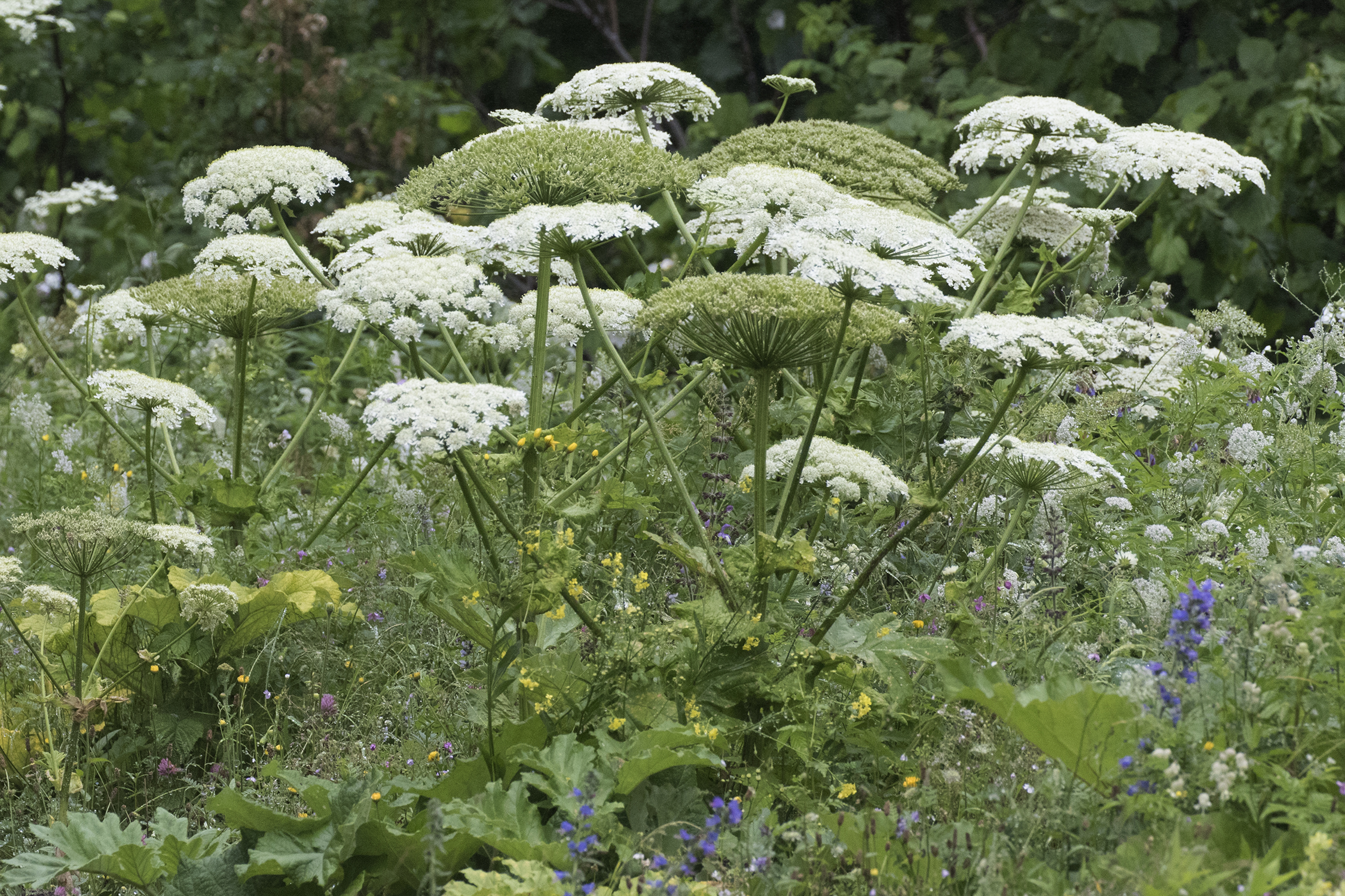 Heracleum candicans Wall.ex DC.,