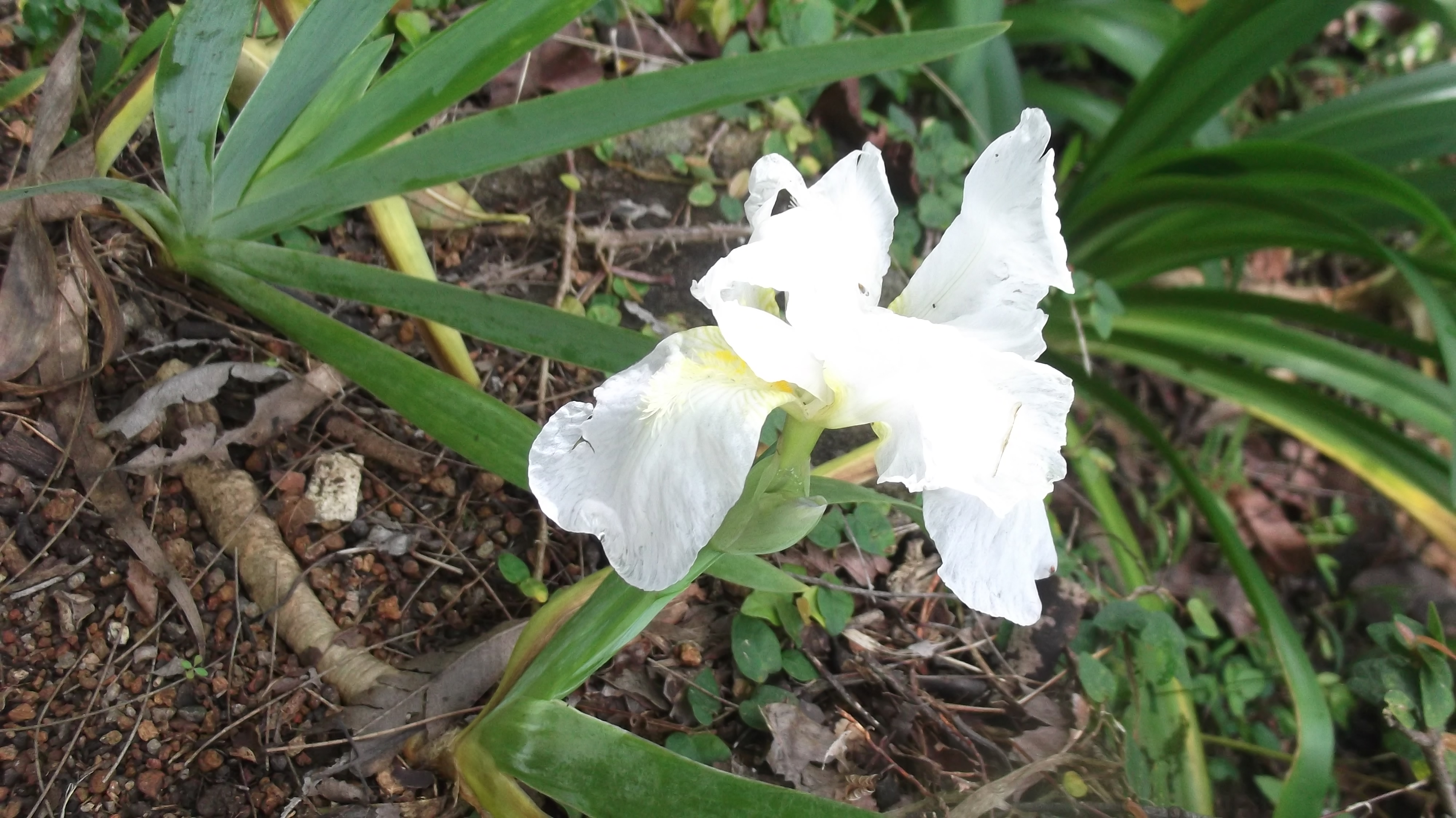 Iris kashmeriana