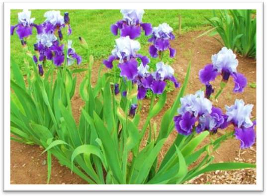 Iris nepalensis