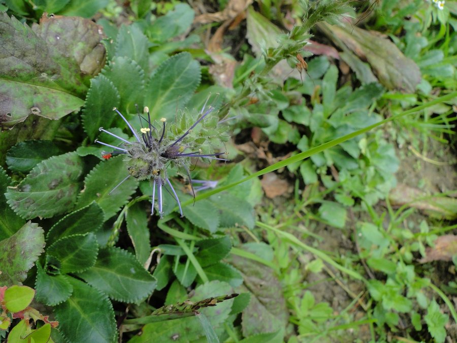 Picrorhiza kurroa Royle ex Benth.,