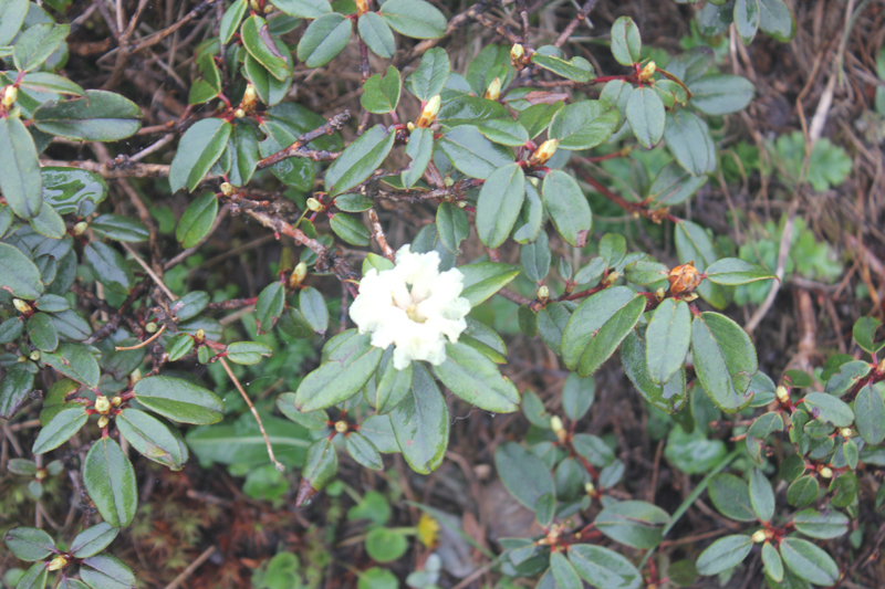 Rhododendron anthopogon D. Don