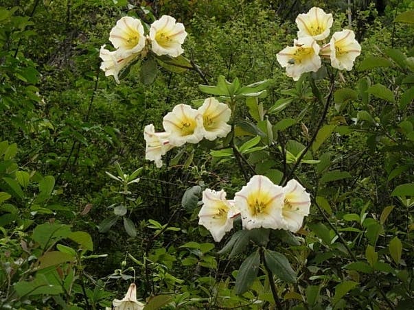 Rhododendron campanulatum D. Don
