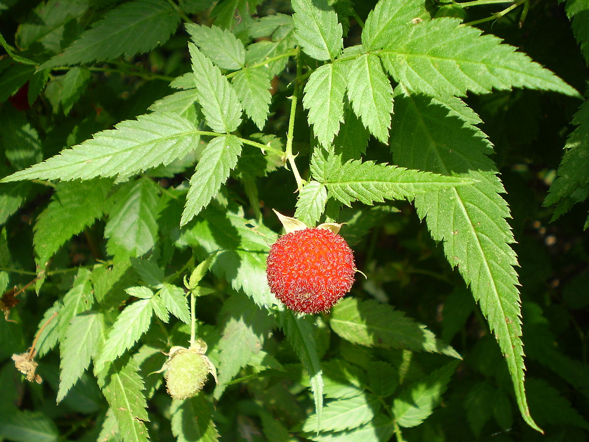Rubus fuecticorus Linn.