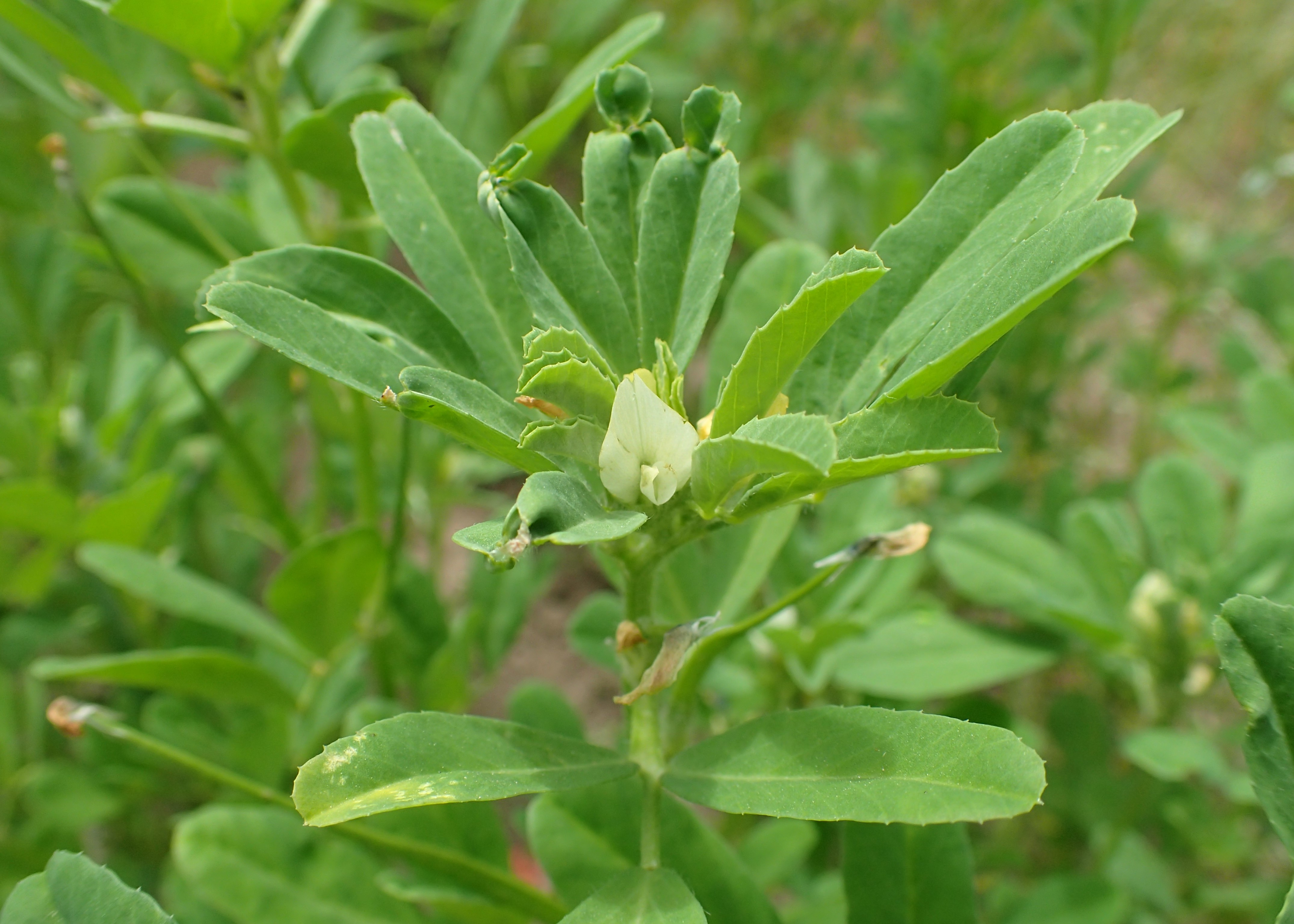 Trigonella foenum-graecum L.,