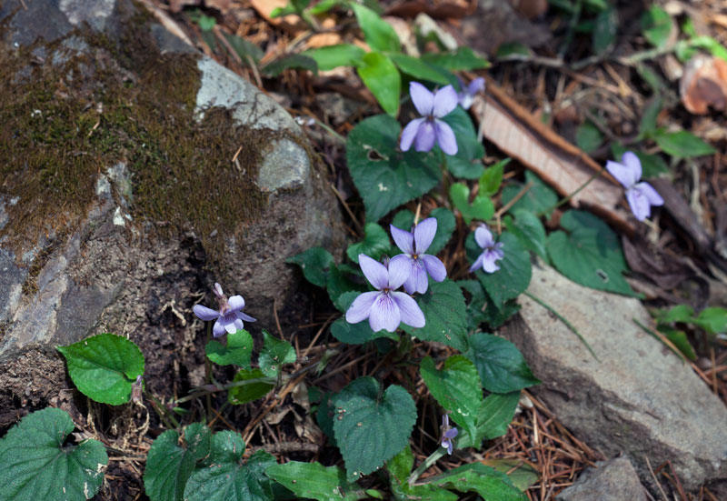 Viola indica